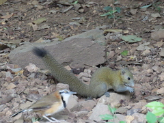 Callosciurus caniceps