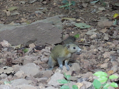 Callosciurus caniceps