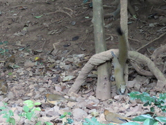 Callosciurus caniceps