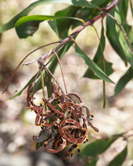 Acacia leiocalyx