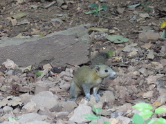 Callosciurus caniceps