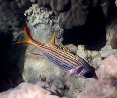 Neoniphon sammara