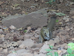 Callosciurus caniceps