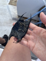 Rostroraja eglanteria