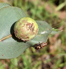Opisthoncus sexmaculatus