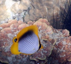 Chaetodon melannotus