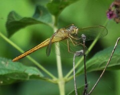 Crocothemis nigrifrons