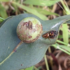 Opisthoncus sexmaculatus