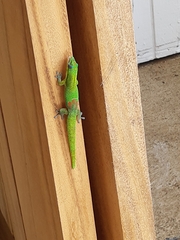 Phelsuma laticauda laticauda