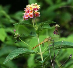 Crocothemis nigrifrons