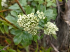 Scandia rosifolia
