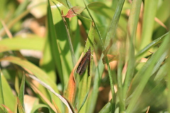 Cassionympha cassius