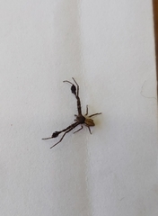 Stephanopis barbipes