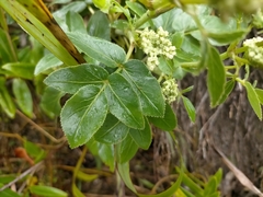 Scandia rosifolia