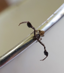 Stephanopis barbipes