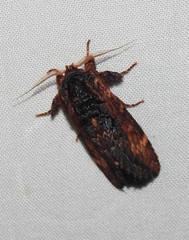 Sorama bicolor