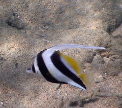 Heniochus acuminatus