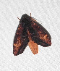 Sorama bicolor