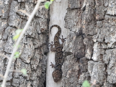 Chondrodactylus turneri