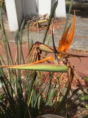Strelitzia juncea