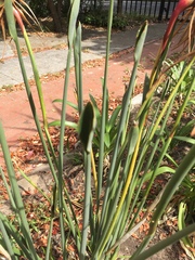 Strelitzia juncea