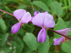 Desmodium cinerascens