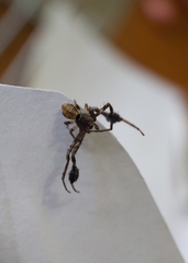 Stephanopis barbipes