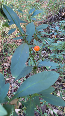 Solanum pseudocapsicum