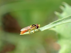 Sphaerophoria macrogaster
