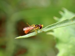 Sphaerophoria macrogaster