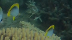 Chaetodon melannotus