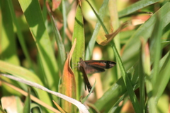 Cassionympha cassius