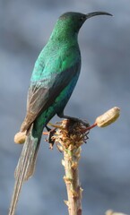 Nectarinia famosa