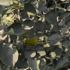 Zosterops palpebrosus