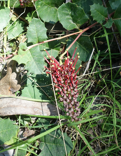 Grevillea repens, photograph 5