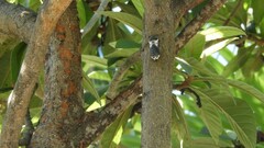 Lyristes plebejus