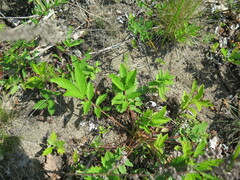 Potentilla fragarioides