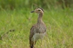 Burhinus bistriatus
