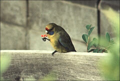 Platycercus caledonicus