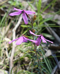 Tetratheca bauerifolia