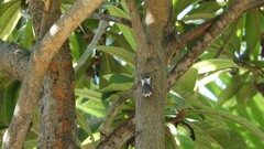 Lyristes plebejus