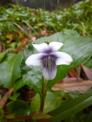 Viola stipularis