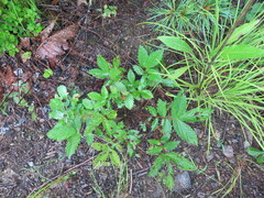 Potentilla fragarioides