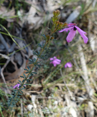 Tetratheca bauerifolia