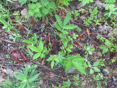 Potentilla fragarioides