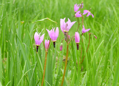 Dodecatheon