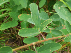 Desmodium cinerascens