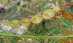 Desmodium cinerascens