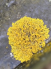 Xanthomendoza