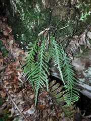 Notogrammitis heterophylla